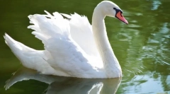 Labuť